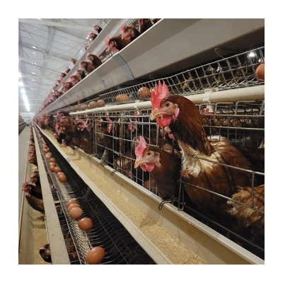 H型 オートマティック層 鶏籠 卵生産のための家禽設備