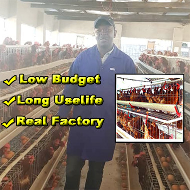 ホットガルバン化 4 層の卵 鶏場のための商業用層の檻