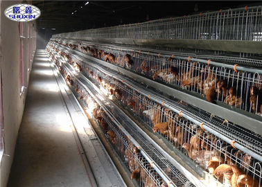 タイプ家禽の鶏は電気電流を通された表面120の鶏容量をおりに入れます