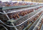 金網の層の鶏は自動鶏の供給システムが付いている電池おりをおりに入れる
