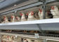タイプ96鳥の層の耕作のための電流を通されたおりの置を鶏卵