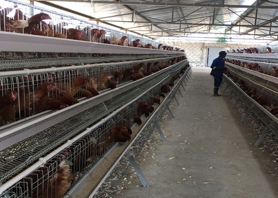 卵PVOC層 2000羽の鳥のための鶏ケージ 鶏場建設