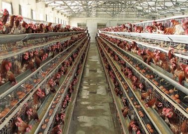 家禽耕作のためのQ235低炭素の鋼線の網の層の鶏のおり