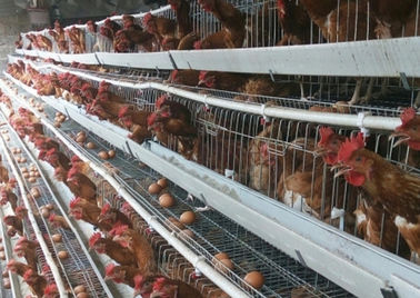 4商業養鶏場のための層128容量Hのタイプ層の鶏のおり