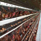 3 層 A タイプ自動鶏ケージ卵農場産卵鶏家禽バッテリー
