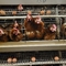 蓄電池 メタル 動物層 鶏の卵を産むための鶏の檻