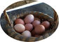 電池の卵4層は送り装置が付いている鶏のおりを層にする