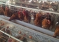 養鶏場の育成のための丈夫で広い電流を通された層の鶏のおり128の鳥